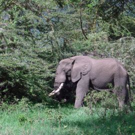 Critical Time for Elephants in the Wild